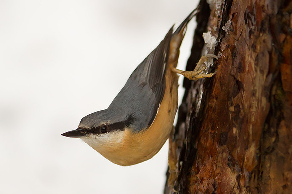 Nuthatch...... "Sitta europaea"