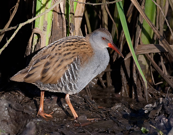 Water Rail in  natural habitat   ..... "Rallus aquaticus"