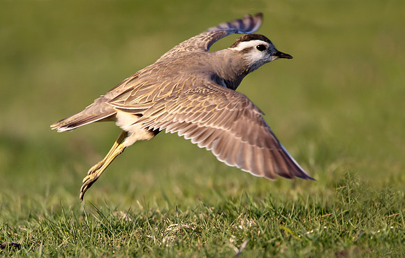 Dotterel   ..... "Charadrius morinellus"