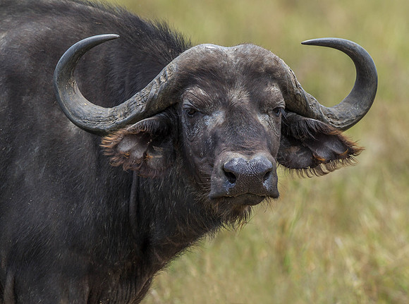 _D9R5574...African Buffalo..."Syncerus caffer"... Masai Mara Kenya.