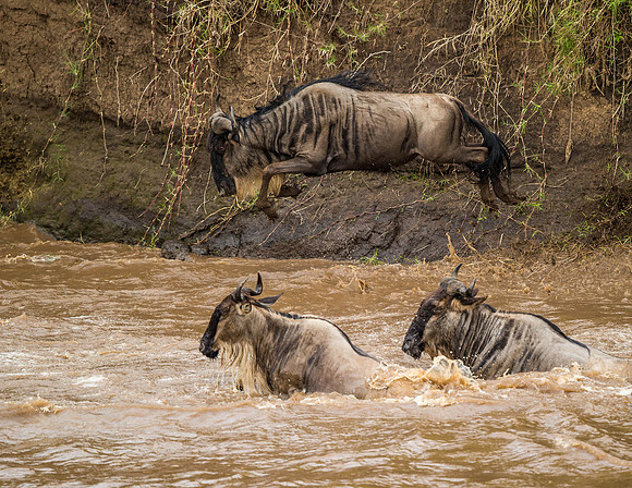 _D9R4373 .. Wildebeest...."Connochaetes taurinus"..Masai Mara