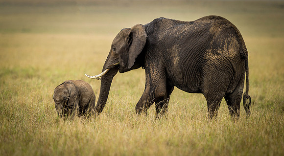 _D9R6644 ... Elephant .."Elephantidae" Masai Mara Kenya.