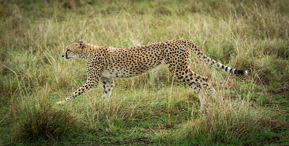 _J0A2546... Cheetah brothers... "Acinonyx jubatus"..Masai Mara Kenya