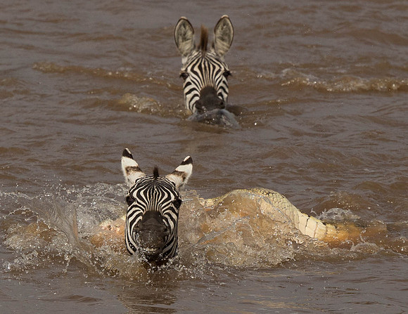 _D9R2656 ..Burchells  Zebras...."Equus quagga" Masai Mara Kenya.