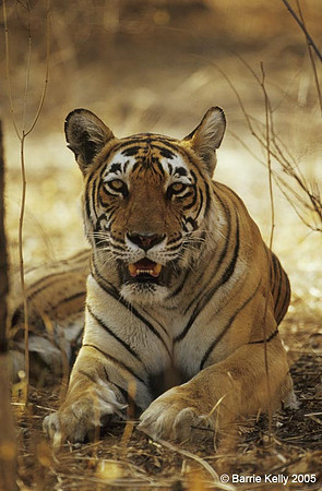 Bengal Tiger resting in midday heat.. Ranthambhore National Park  India.