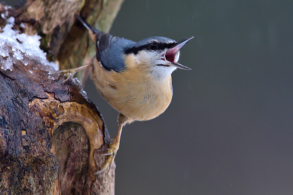 Nuthatch 2 ...... "Sitta europaea"
