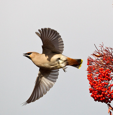 Waxwing