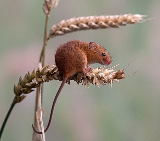 Harvest Mice....... "Micromys minutus"