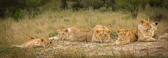 _J0A0650... Lion "Panthera Leo".. Masai Mara Kenya.