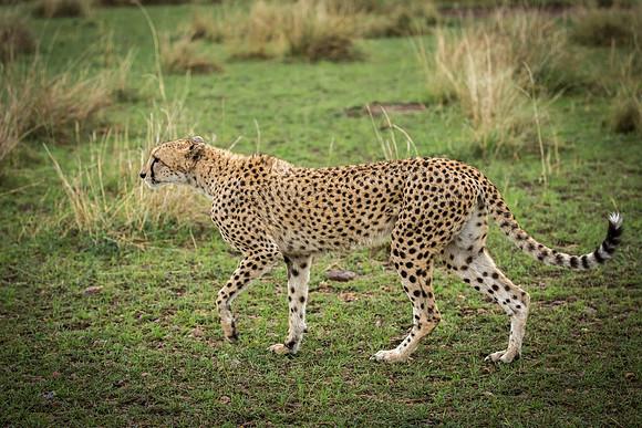 _J0A2584 ... Cheetah brothers... "Acinonyx jubatus".. Masai Mara Kenya.