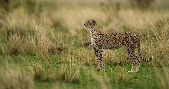 _D9R6730... Cheetah ... "Acinonyx jubatus"..Masai Mara Kenya