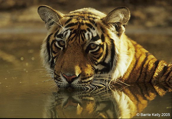 Bengal Tiger cooling off in midday heat.. Ranthambhore National Park India
