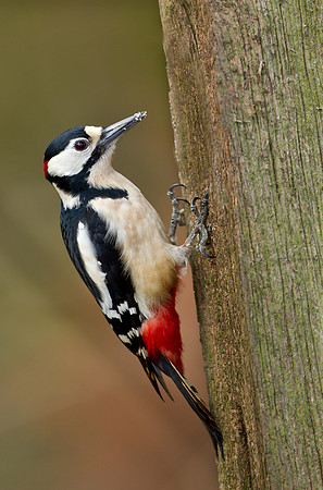 Great Spotted Woodpecker ... male ... "Dendrocopos major"