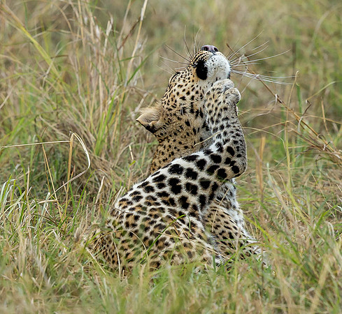 _D9R4067 Leopard ... "Panthera pardus" Masai Mara Kenya