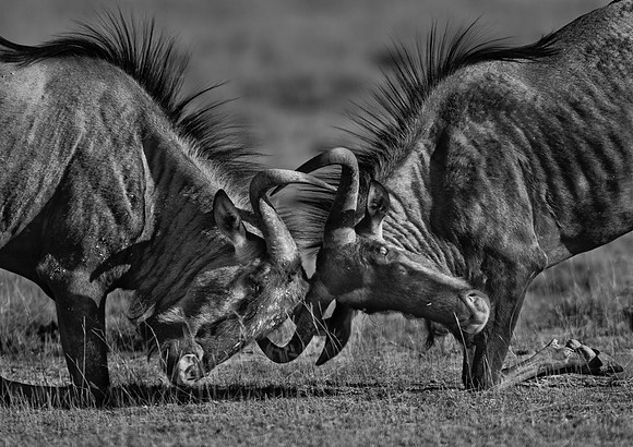 Fighting Wildebeests .."Connochaetes taurinus" Namibia.