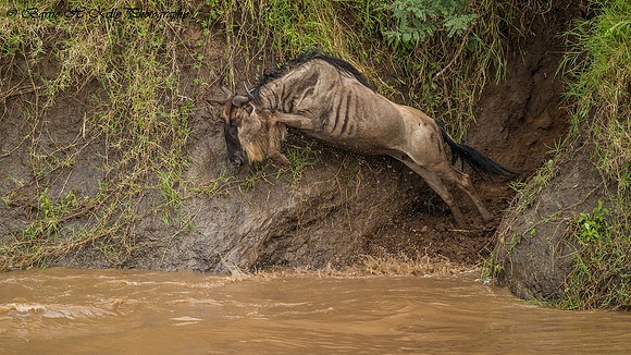 _D9R4385..Wildebeest...."Connochaetes taurinus"..Masai Mara Kenya.