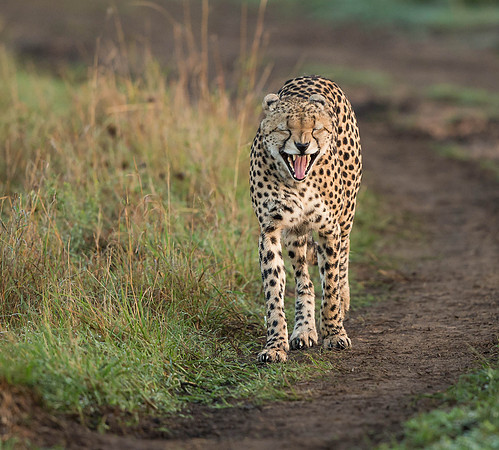 _D9R7699... Cheetah ..." "Acinonyx jubatus".. Male .. Masai Mara Kenya.