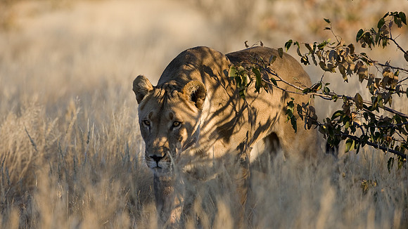 Lioness stalking... Namibia