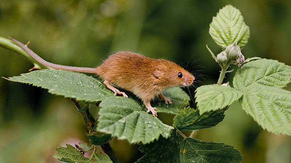 Harvest Mouse on brambles... Lancashire