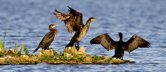 Cormorants ... "Phalacrocorax carbo" wing drying.