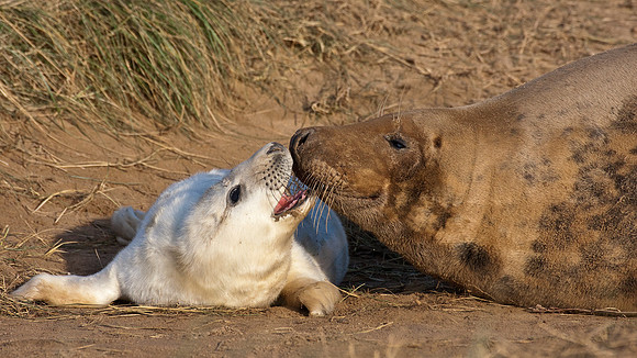 Mother and pup bonding