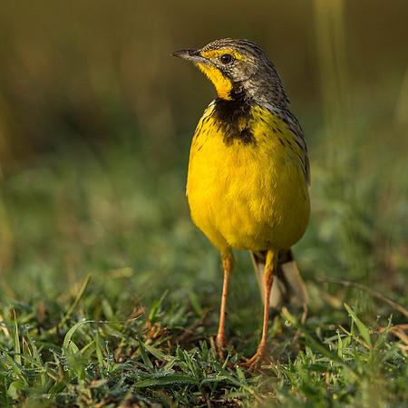 _D9R7128  Yellow-throated Longclaw.."Macronyx croceus" male. Masai Mara Kenya.