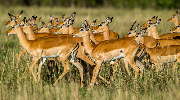 _D9R8837.. Impala..."Aepyceros melampus"  Masai Mara Kenya.