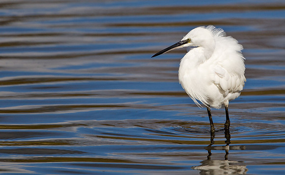 Little Egret  ..."Egretta garzetta"... after preening.