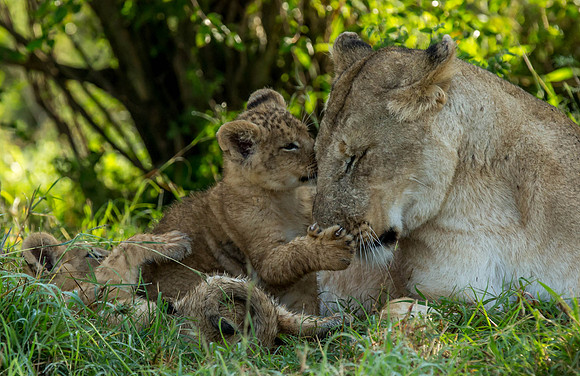 _J0A2733......Lioness ...."Panthera Leo"...Masai Mara Kenya.