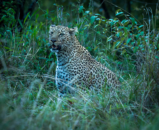 _D9R7617 Leopard ... "Panthera pardus" Masai Mara Kenya