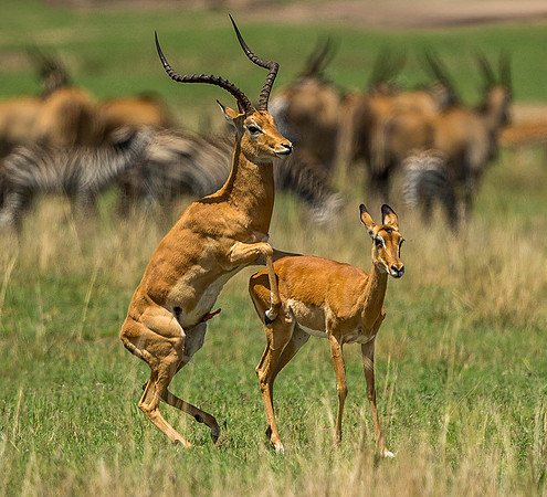 _D9R6235.... Impala mating .."Aepyceros melampus" ... Masai Mara Kenya