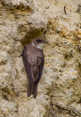 Sand Martin ... "Riparia riparia"