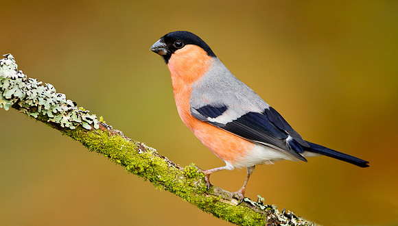 Male Bullfinch "Pyrrhula pyrrhula"   In winter plumage...With rich autumnal colours in the background.