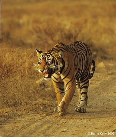 Juvenile Bengal Tiger calling for mother.. Ranthambhore National Park  India.