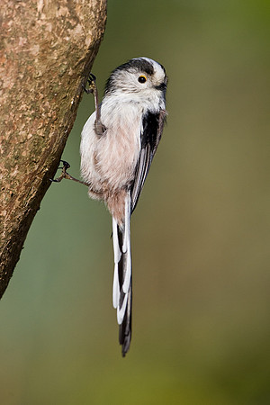 Long Tailed Tit  ....." Aegithalos caudatus"