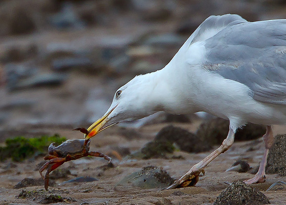 Herring Gull.. ....."Larus argentatus" with crab.