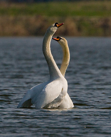 Mute Swans ...   Harmony in courtship ........ "Cygnus olor"