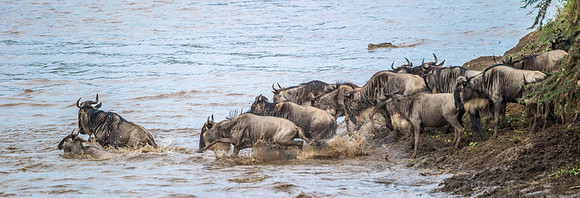 _D9R4556.. Wildebeest...."Connochaetes taurinus"..Masai Mara