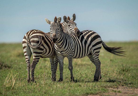 _D9R9219 ..Burchells  Zebras...."Equus quagga" Masai Mara Kenya.