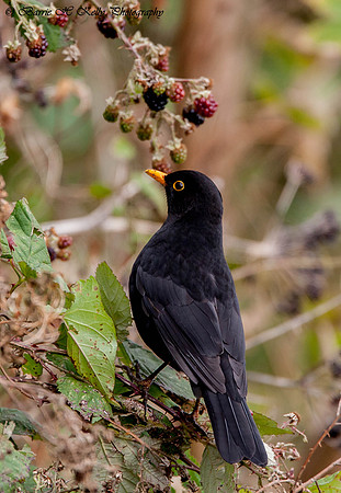 _11R8111.... Blackbird .."Turdus merula".. male.