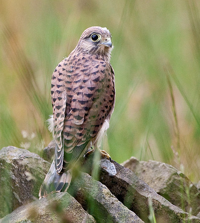 The next 6 Images are Kestrels just fledging. I was very lucky being in the right place at the right time and with my camera.
