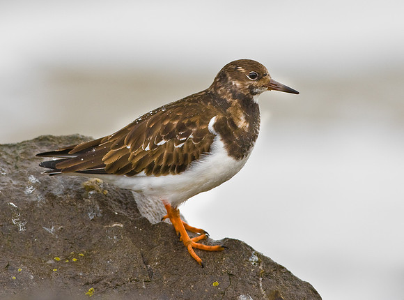 Turnstone   .... "Arenaria interpres"