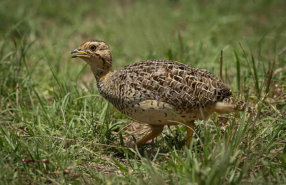 _D9R8648..Coqui Francolin.."Francolinus coqui" female Masai Mara Kenya.