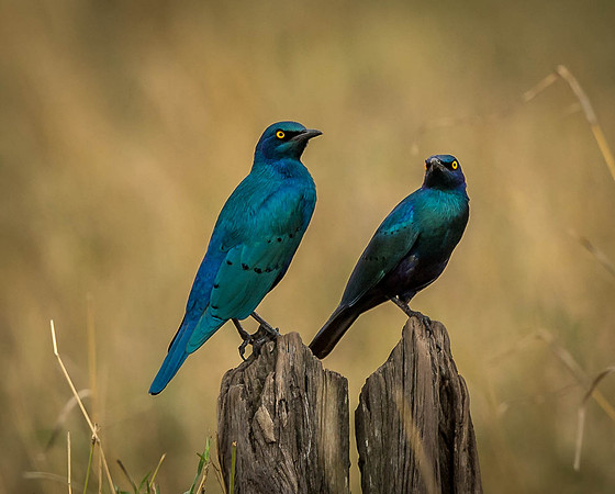 _D9R3672... Blue-eared Glossy Starling...."Lampro chalybaeus" Masai Mara Kenya.