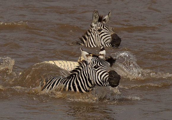 _D9R2664 ..Burchells  Zebras...."Equus quagga" Masai Mara Kenya.