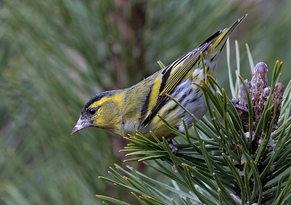 SISKIN