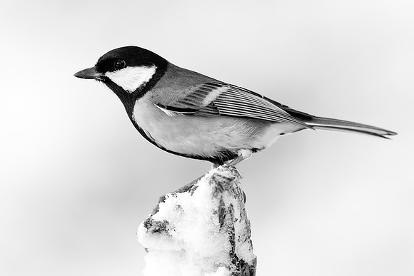 Great tit" ..." Parus major"  in momochrome rarely do you see small birds in this format, however as the background was snow, on this occcasion I think it looks better.