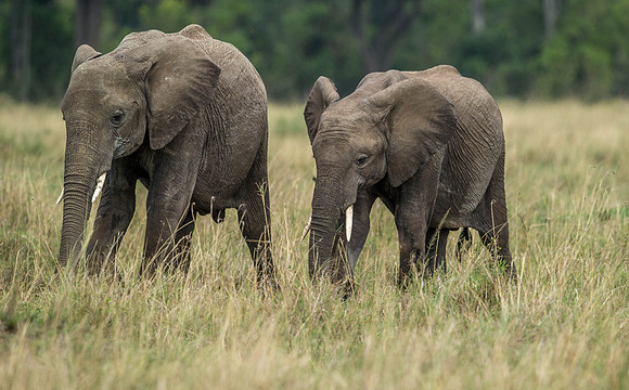 _D9R4021  Elephant .."Elephantidae" Masai Mara Kenya.