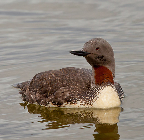 Red-throated Diver in summer plumage  ...."Gavia stellata"