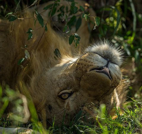 _D9R9140..Lion.. " "Panthera Leo"...Masai Mara Kenya.